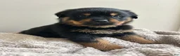 Rottweiler dogs for sale: Skittles - Ad 2