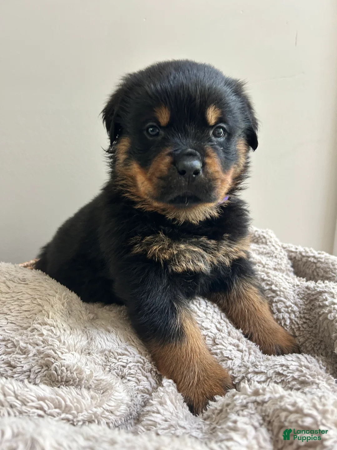 Rottweiler dogs for sale: Skittles - Ad 2