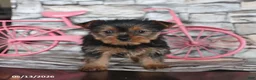Yorkshire Terrier dogs for sale: Joy - Ad 2