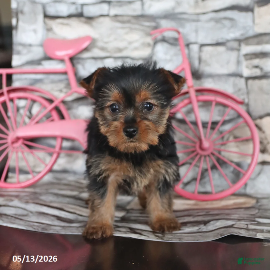 Yorkshire Terrier dogs for sale: Joy - Ad 2