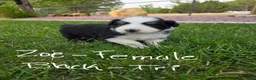 Australian Shepherd dogs for sale: Zoe Black Tri - Ad 1