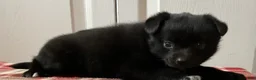 Mixed Breed dogs for sale: Lily - Ad 3