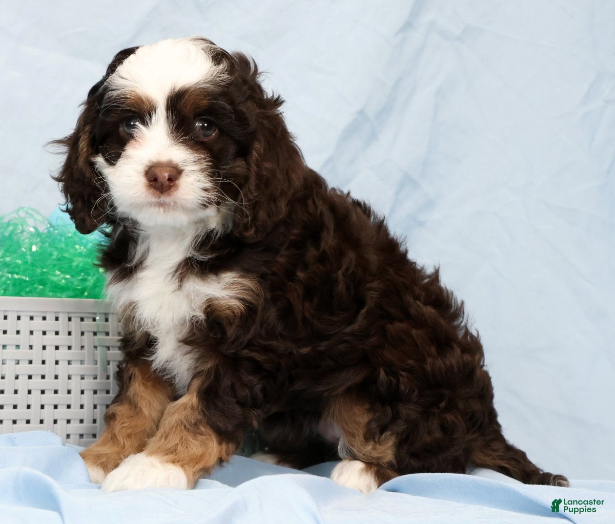 Cockapoo dogs Butter Blossom - Ad 2