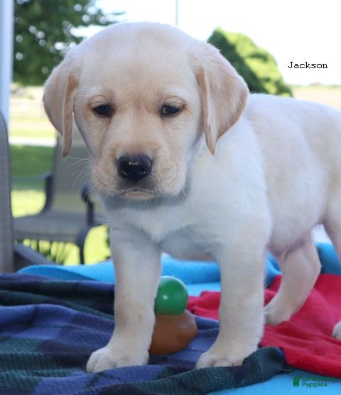 Labrador Retriever dogs Jackson - English Champ lines - Ad 1