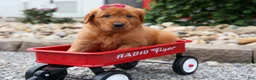 Golden Retriever dogs for sale: Quinny 🐾  - Ad 15