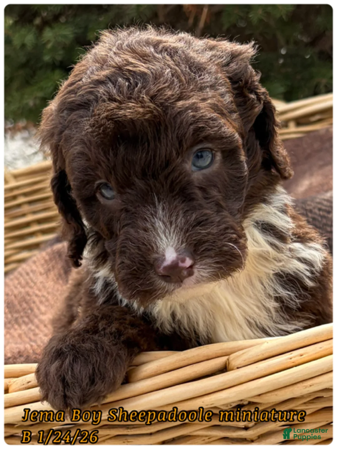 Sheepadoodle dogs for sale: Junie  - Ad 2