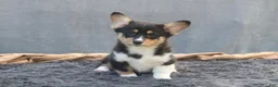 Welsh Corgi Pembroke dogs for sale: Lightning - Ad 1