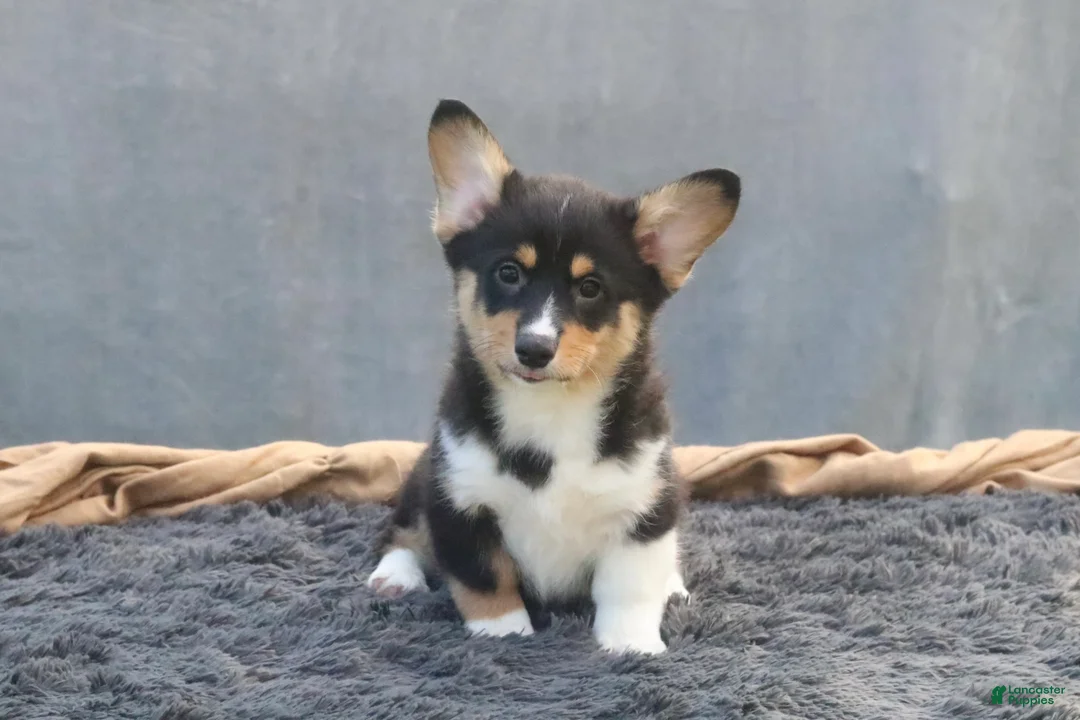Welsh Corgi Pembroke dogs for sale: Lightning - Ad 1