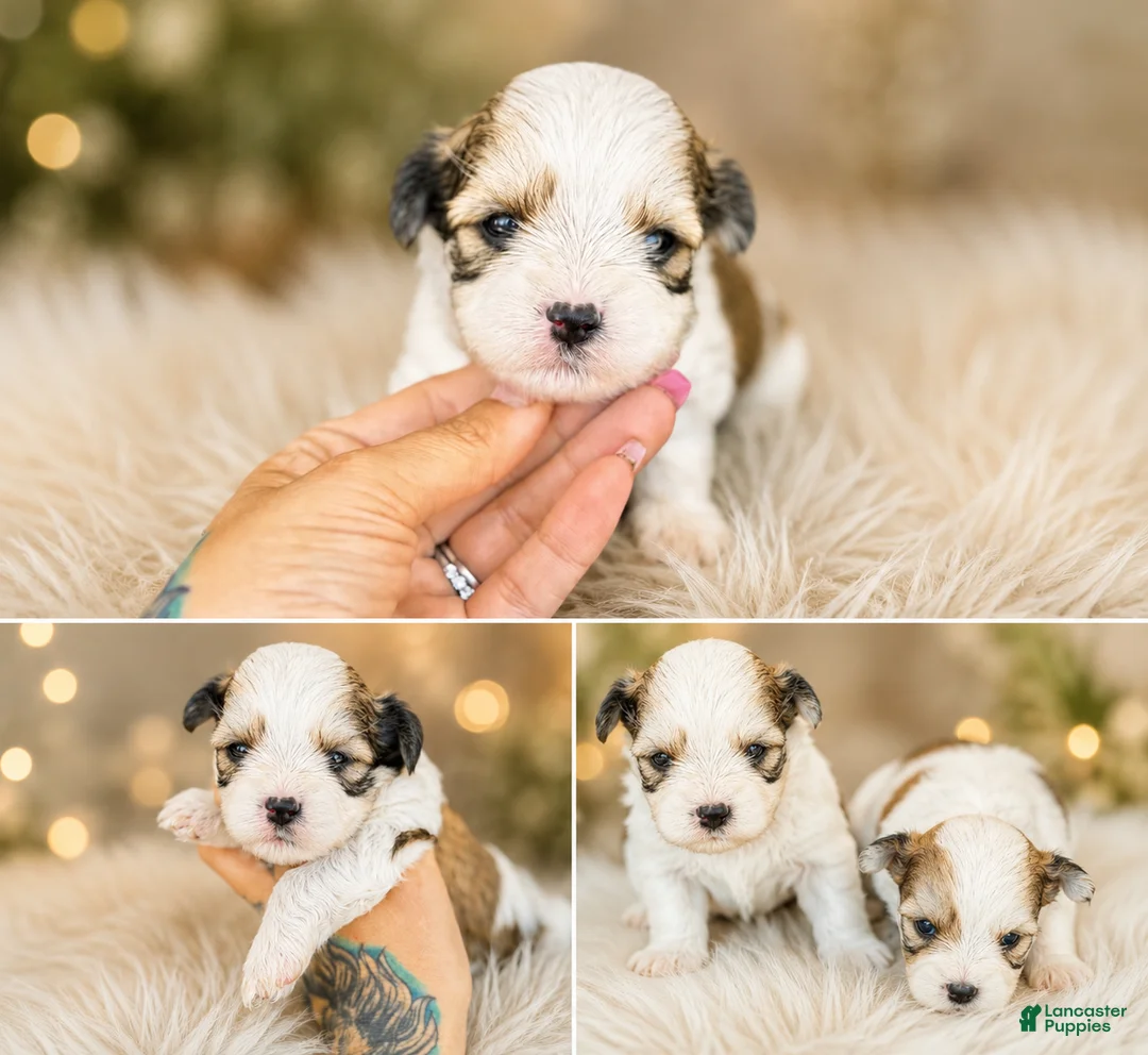 Yorkshire Terrier dogs for sale: Yorkshire Terrier 3 - Ad 2