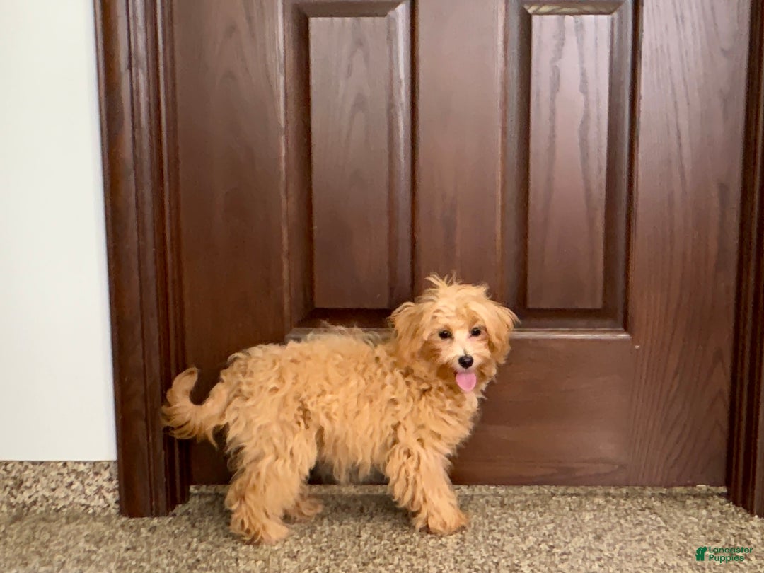 Maltipoo dogs for sale: Candy - Ad 4