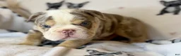 English Bulldog dogs for sale: Versace - Ad 65