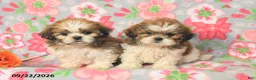 Shih Tzu dogs for sale: Jack  - Ad 3