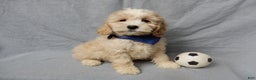 Cockapoo dogs for sale: Luka - Ad 1