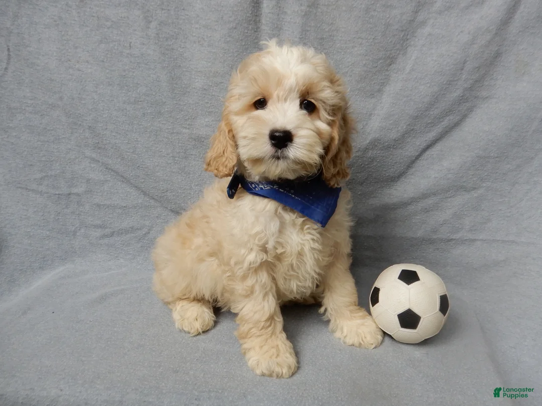 Cockapoo dogs for sale: Luka - Ad 1