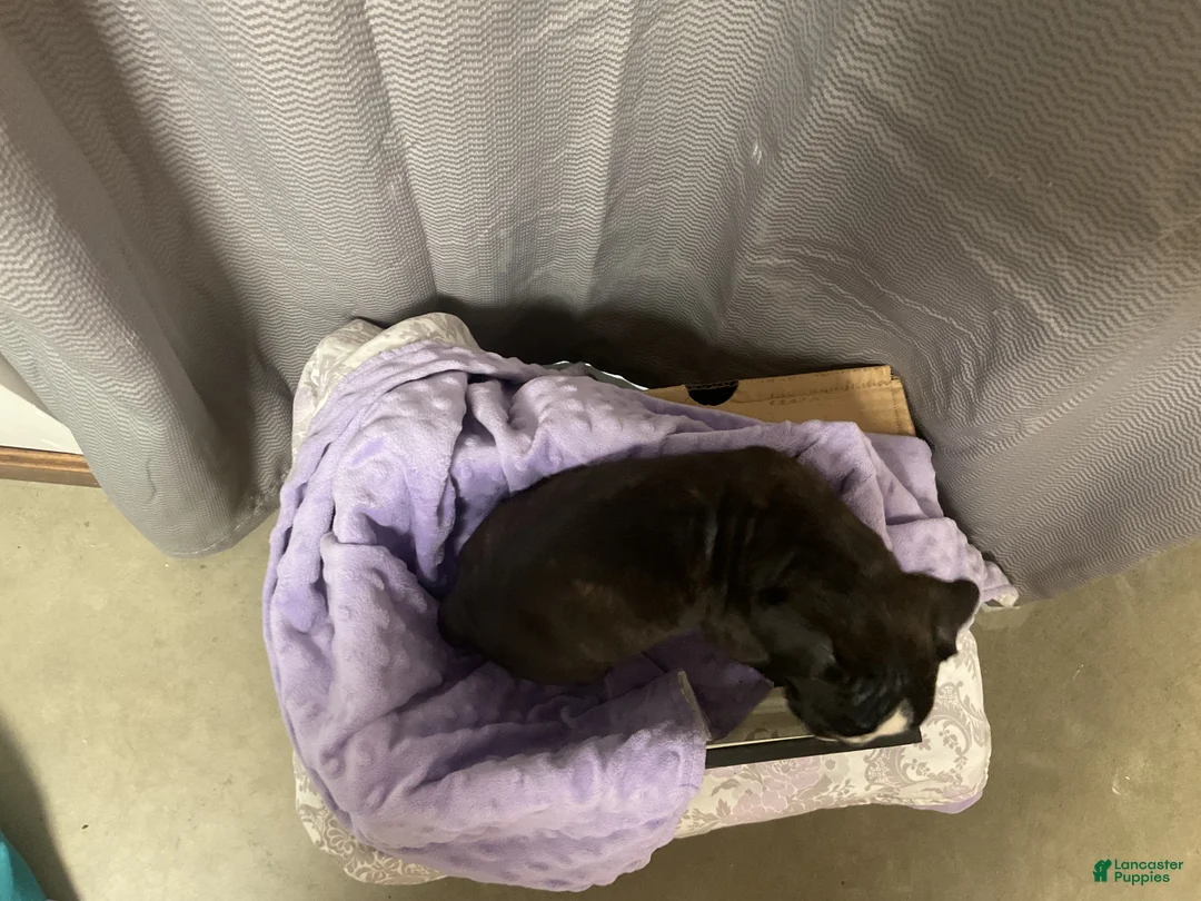 Boxer dogs for sale: 🪻 BLUEBELL - Ad 2