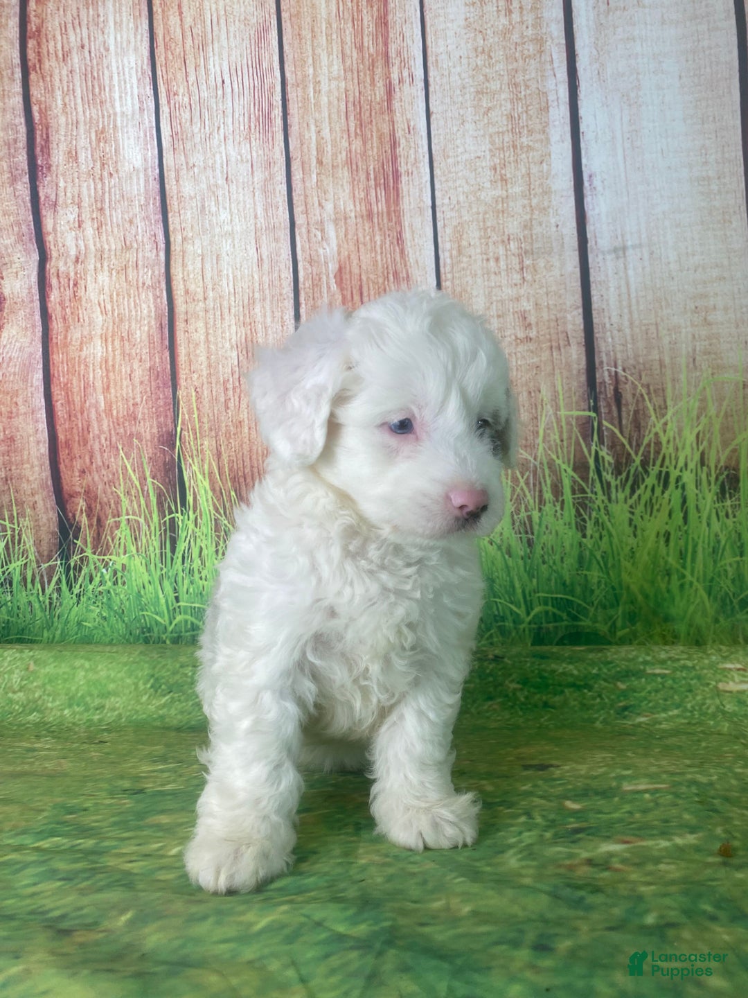 Mini Aussiedoodle dogs for sale: Glendora - Ad 4
