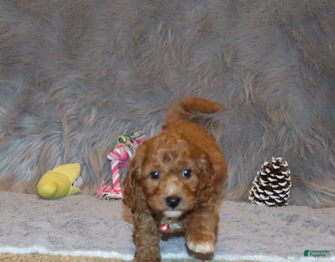Mini Goldendoodle dogs for sale: Tilly 🌷 Micro Miniature - Ad 2