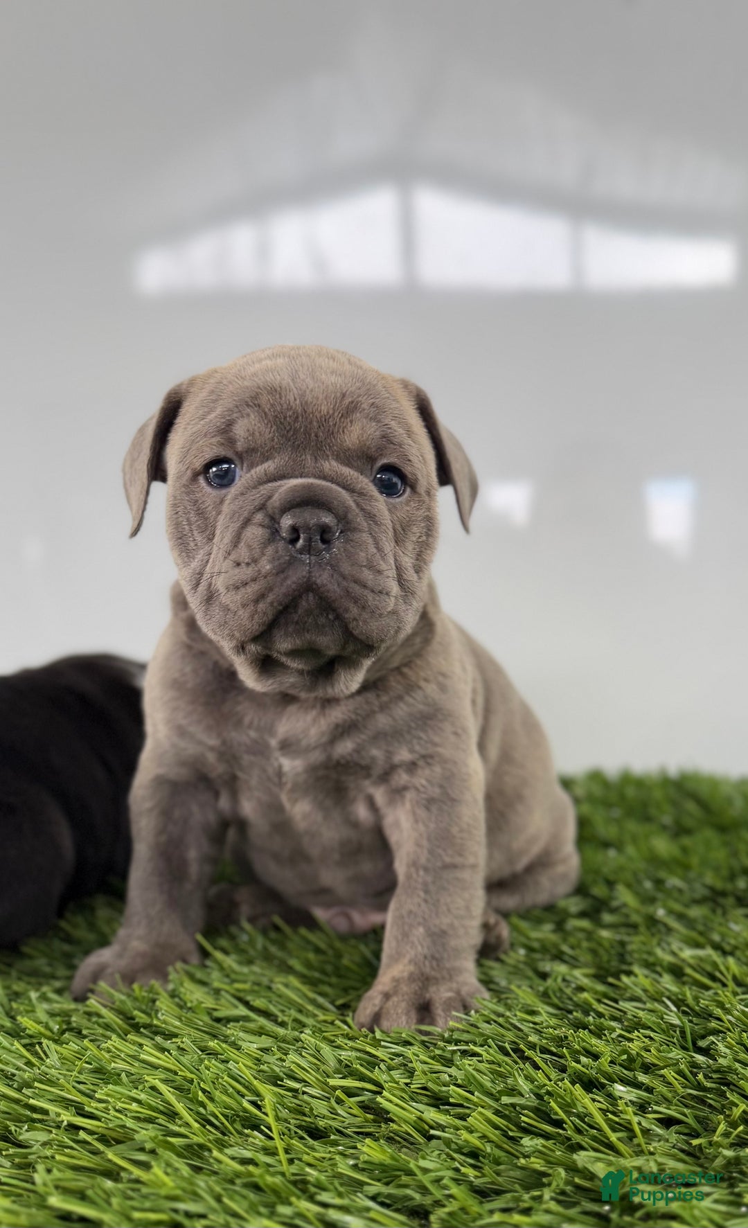 Olde English Bulldogge dogs for sale: Troy - Ad 1