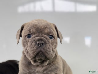 Olde English Bulldogge dogs Troy - Ad 7