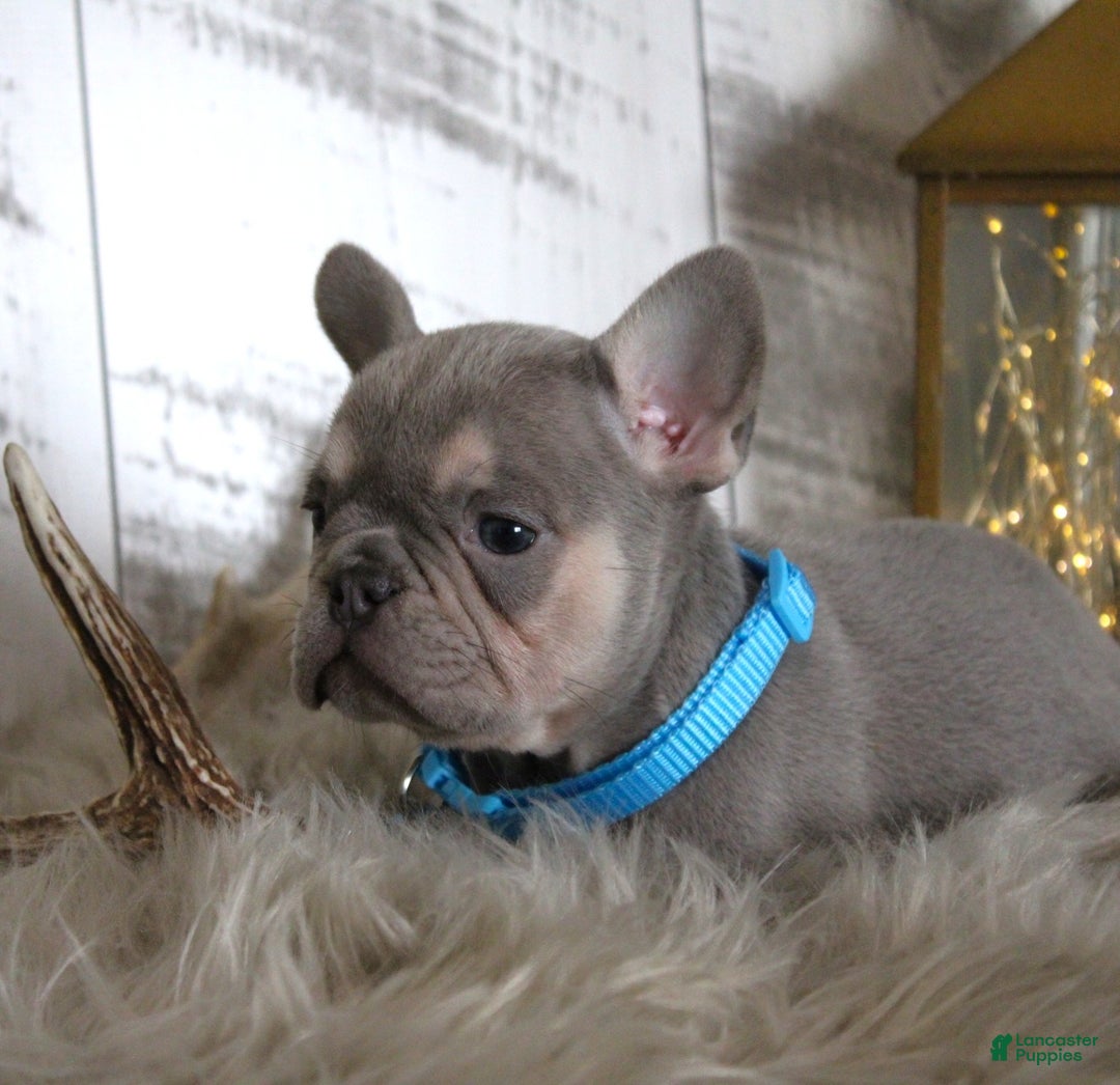 French Bulldog dogs for sale: Stitch - Ad 4