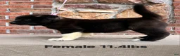 Akita dogs for sale: Akita Puppy 4 Not available  - Ad 3