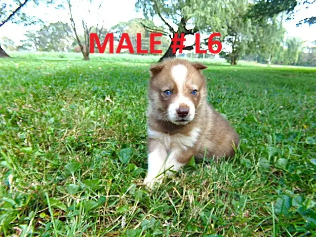 Siberian Husky dogs for sale: Siberian husky male #6 - Ad 1