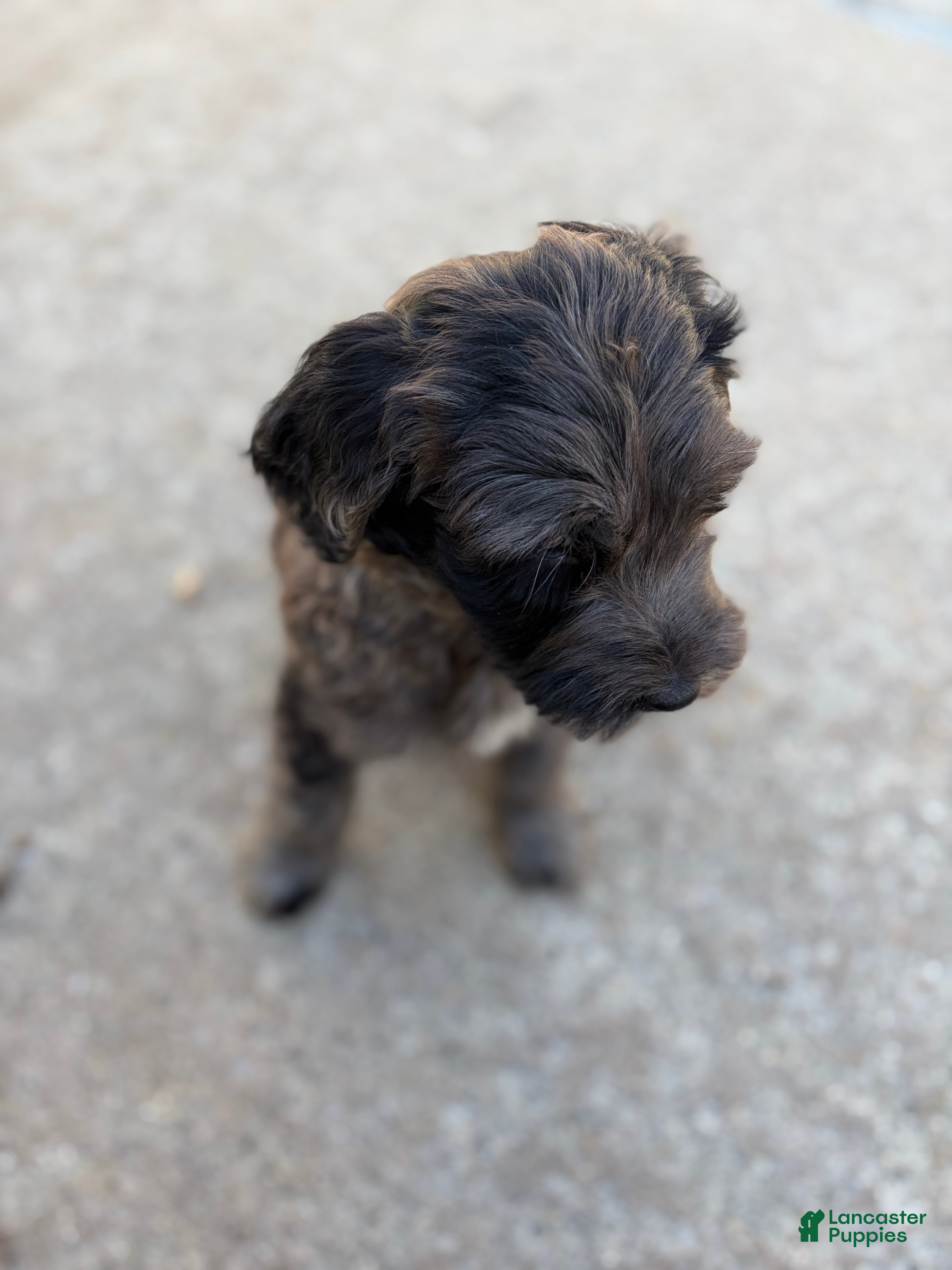 Mixed Breed dogs Taz - Ad 26