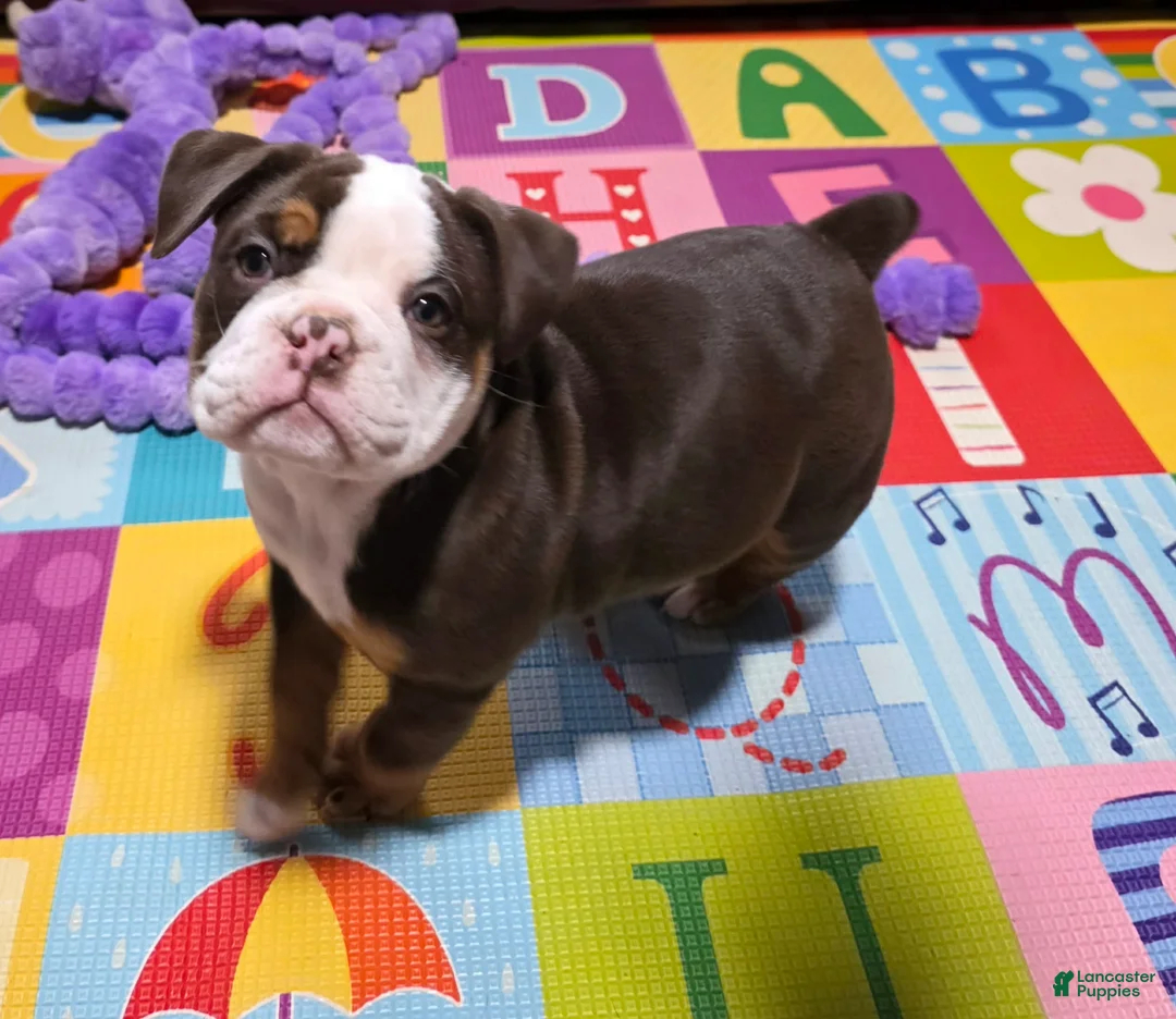 Olde English Bulldogge dogs for sale: Marshmallow (Marsha) - Ad 3