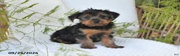 Yorkshire Terrier dogs for sale: Nico - Ad 5