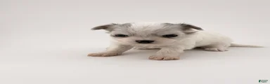 Chihuahua 4
