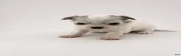 Chihuahua dogs for sale: Chihuahua 4 - Ad 1