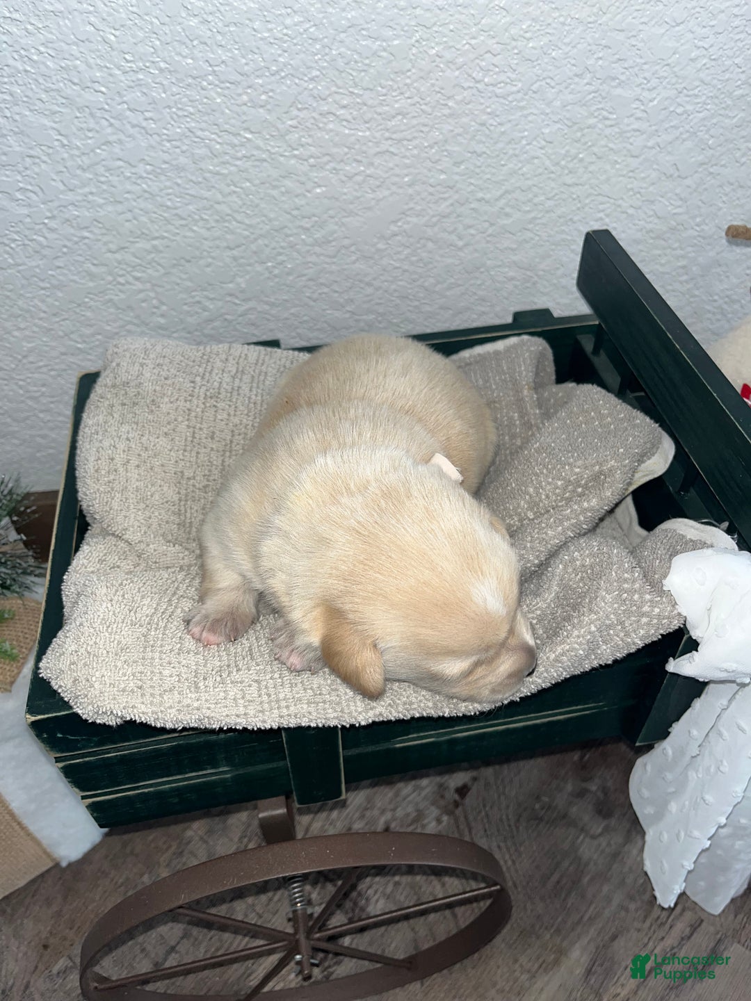 Mixed Breed dogs for sale: Lucy💕 - Ad 2