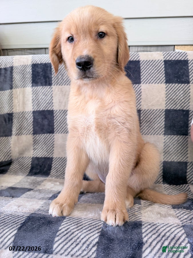 Golden Retriever dogs Destiny - Ad 1