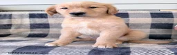 Golden Retriever dogs for sale: Destiny - Ad 1
