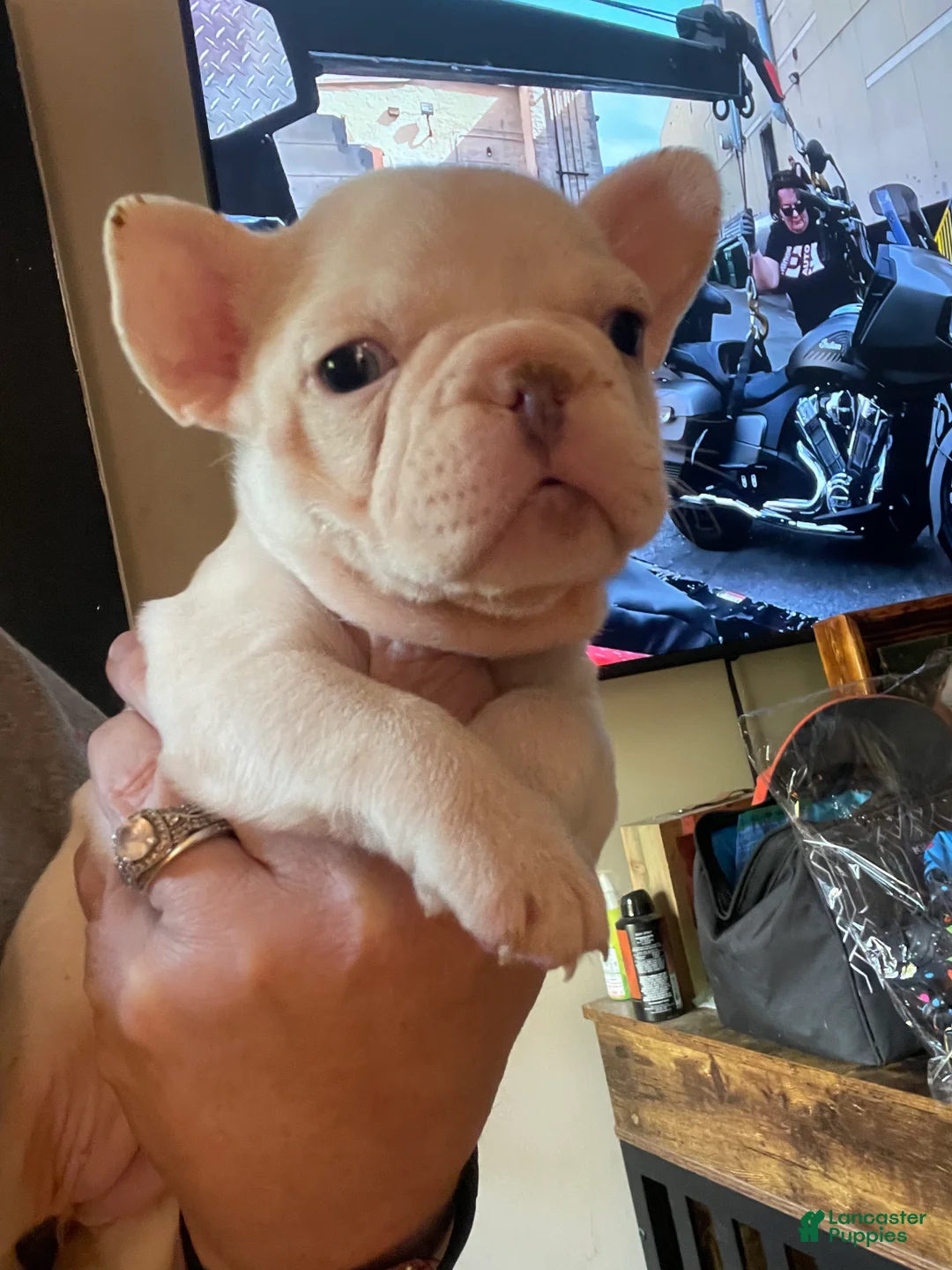 French Bulldog dogs for sale: French Bulldog Puppy 7 - Ad 2