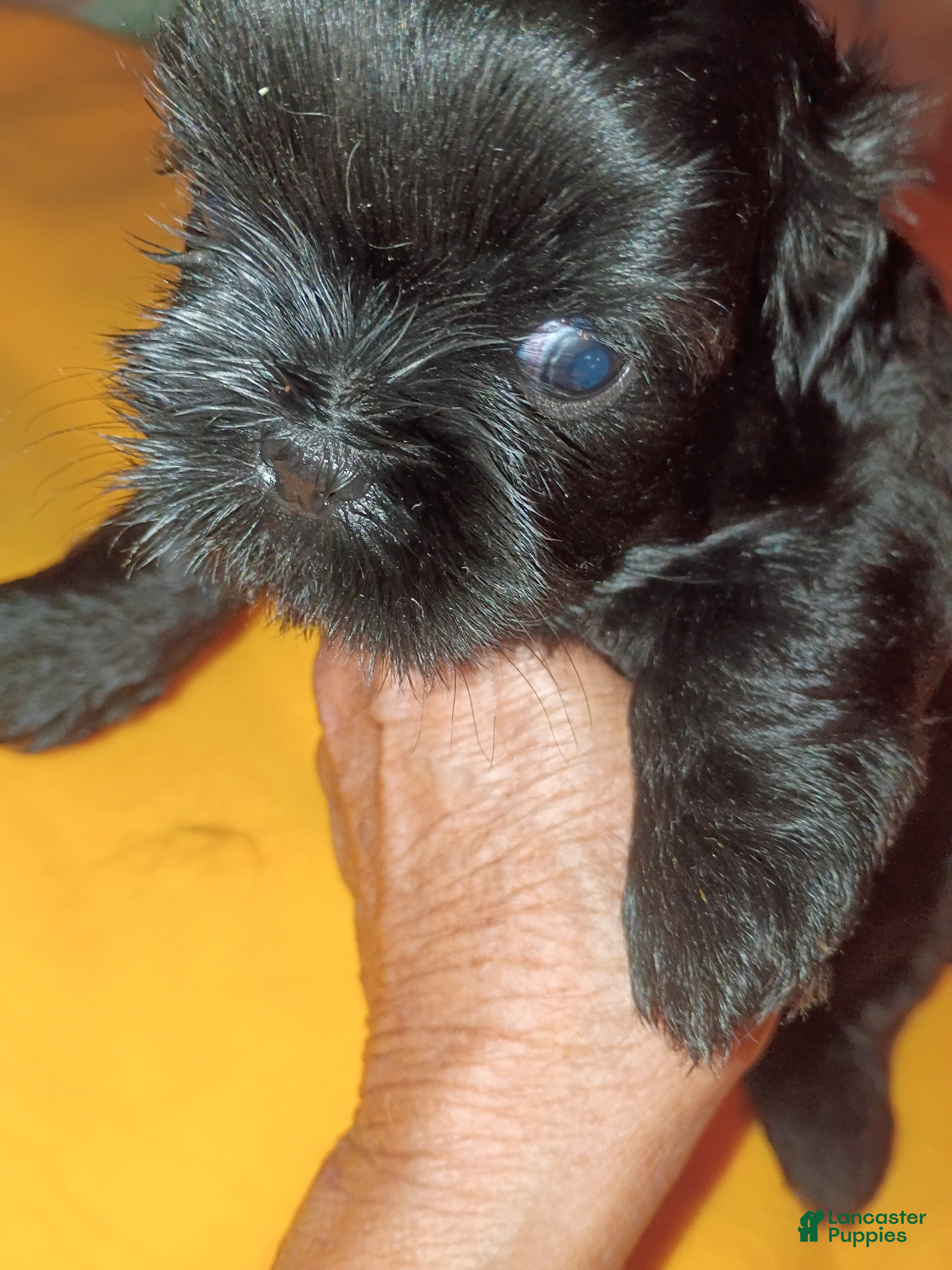 Shih Tzu dogs Shih Tzu 2 - Ad 1