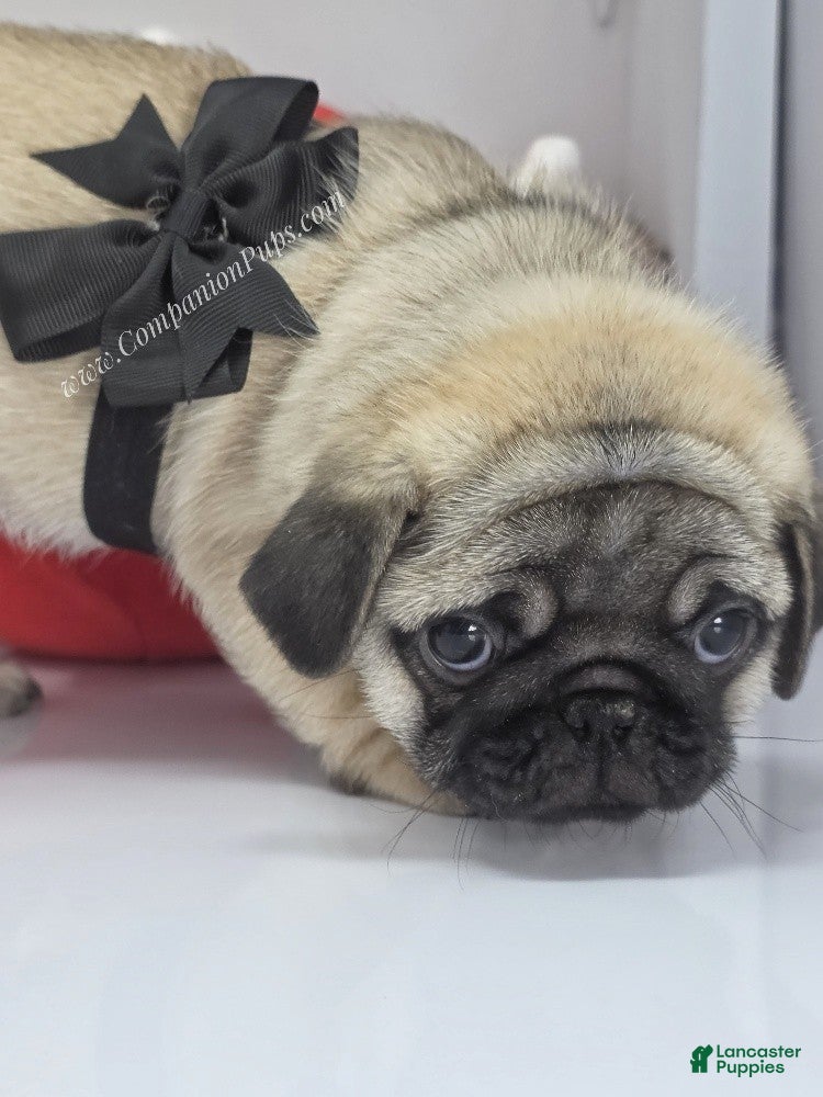 Pug dogs Black Collar - Super Wrinkly! - Ad 1