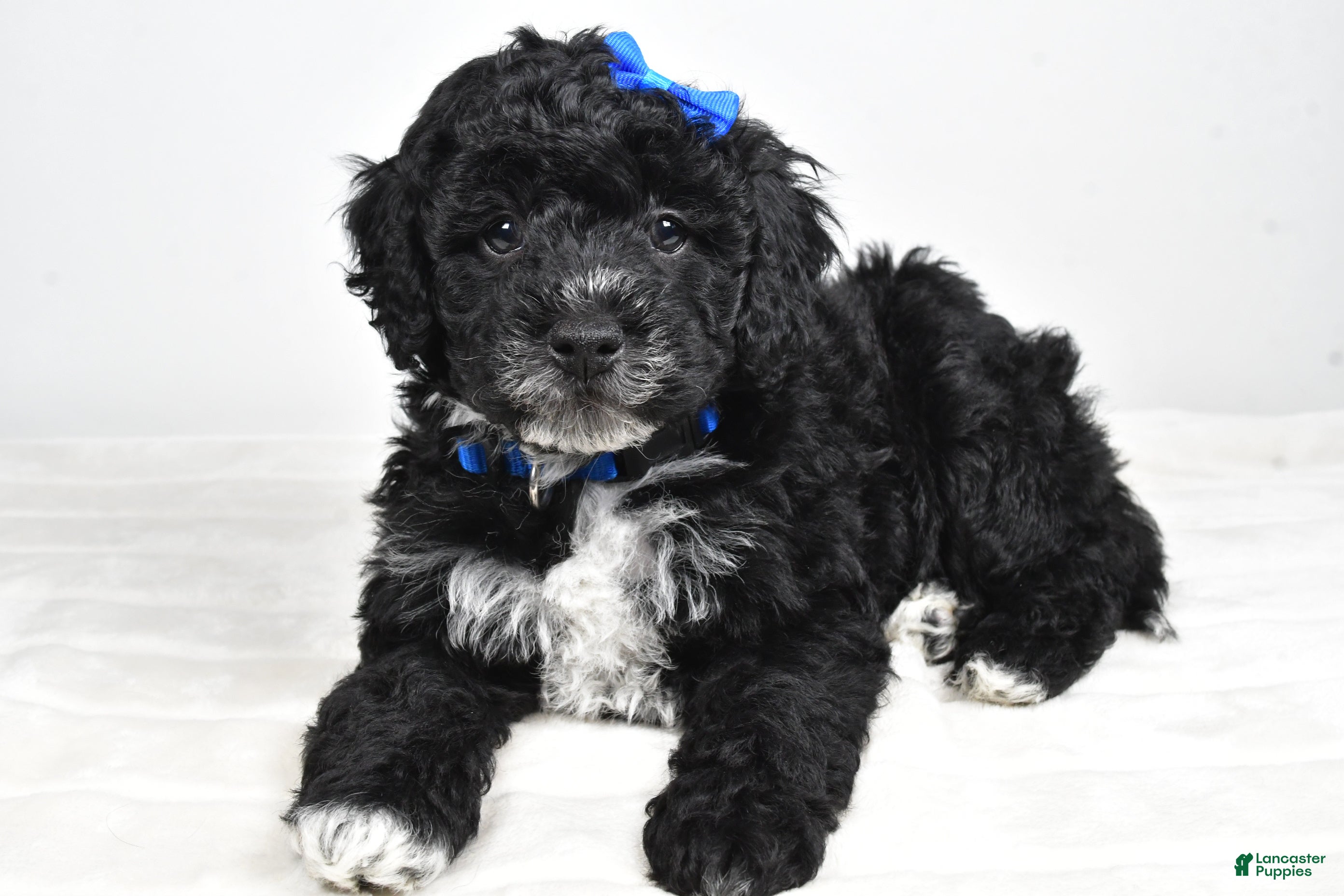 Mini Goldendoodle dogs Asher - Ad 18