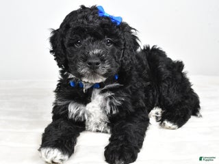 Mini Goldendoodle dogs Asher - Ad 12