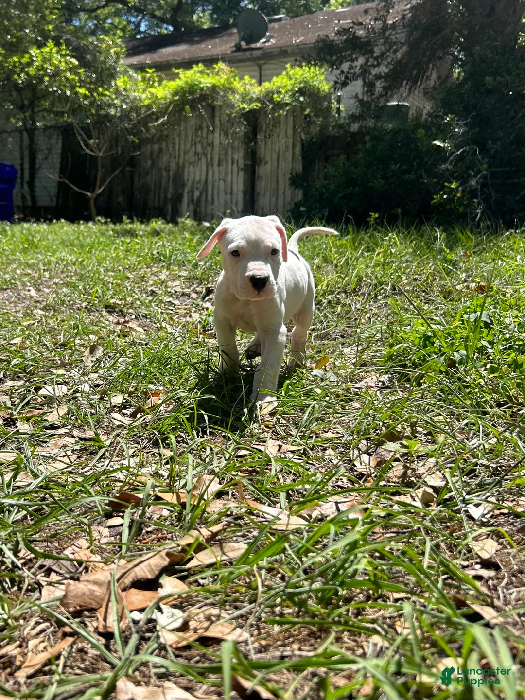 Dogo Argentino dogs for sale: Dogo Argentino Kia - Ad 1