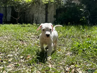 Dogo Argentino dogs for sale: Dogo Argentino Kia - Ad 3