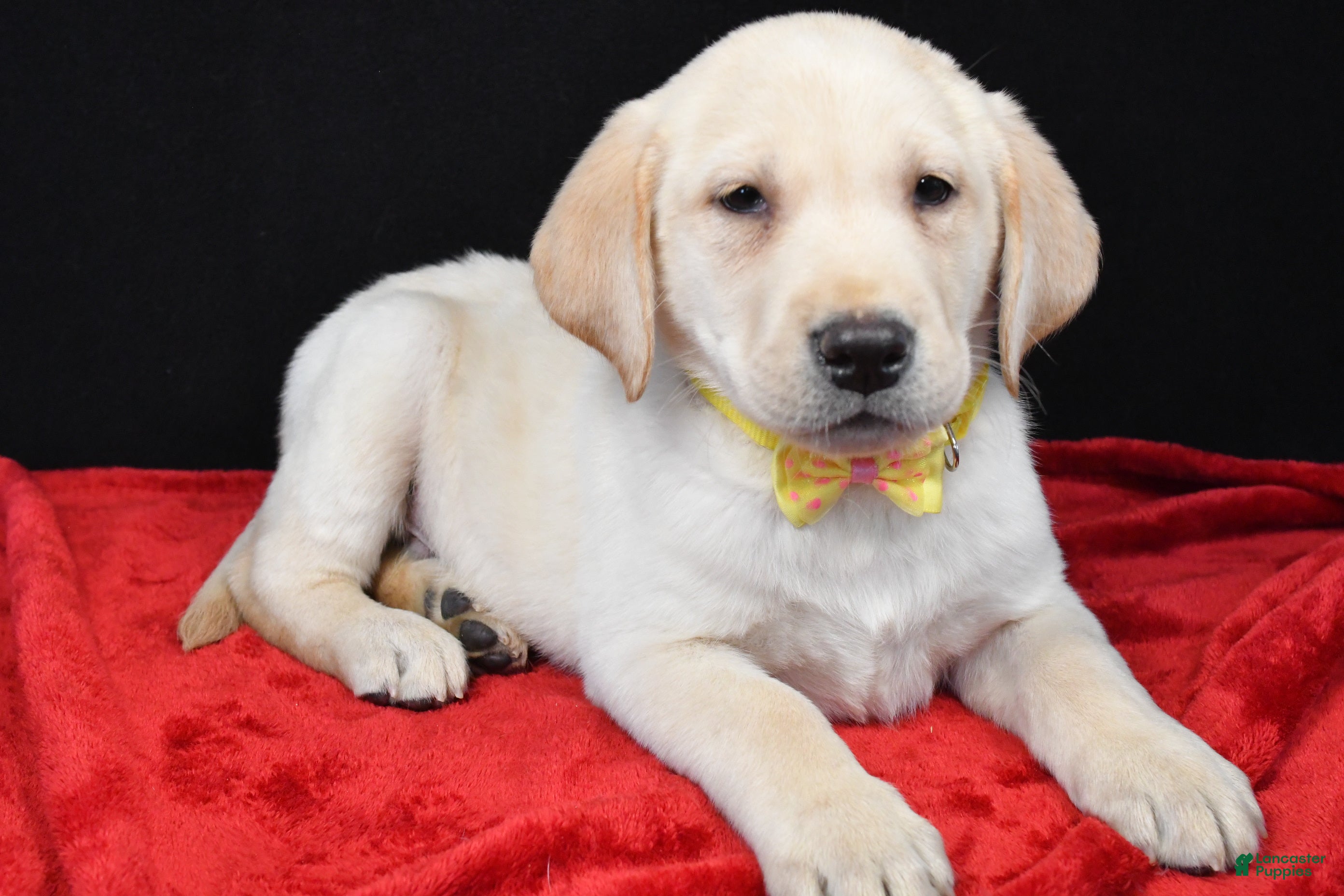 Labrador Retriever dogs Rizzo - Ad 2