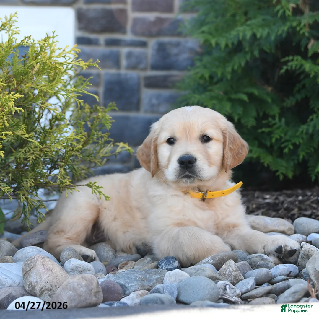 Golden Retriever dogs for sale: Gator - Ad 3