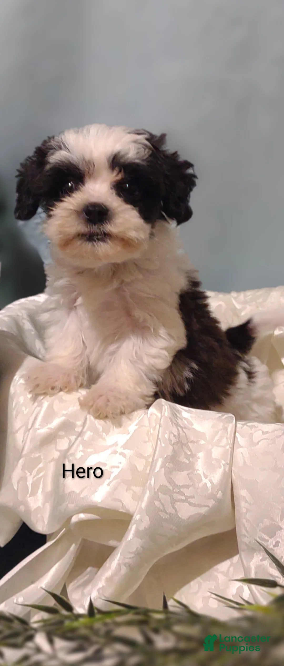Mixed Breed dogs for sale: Mixed Breed 3 Hero - Ad 1