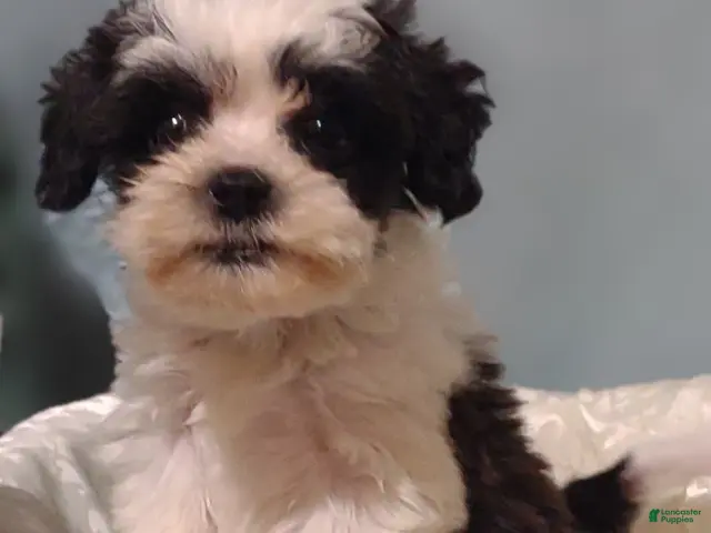 Mixed Breed dogs for sale: Mixed Breed 3 Hero - Ad 2