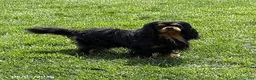 Cavalier King Charles Spaniel dogs for sale: Calihan - Ad 5