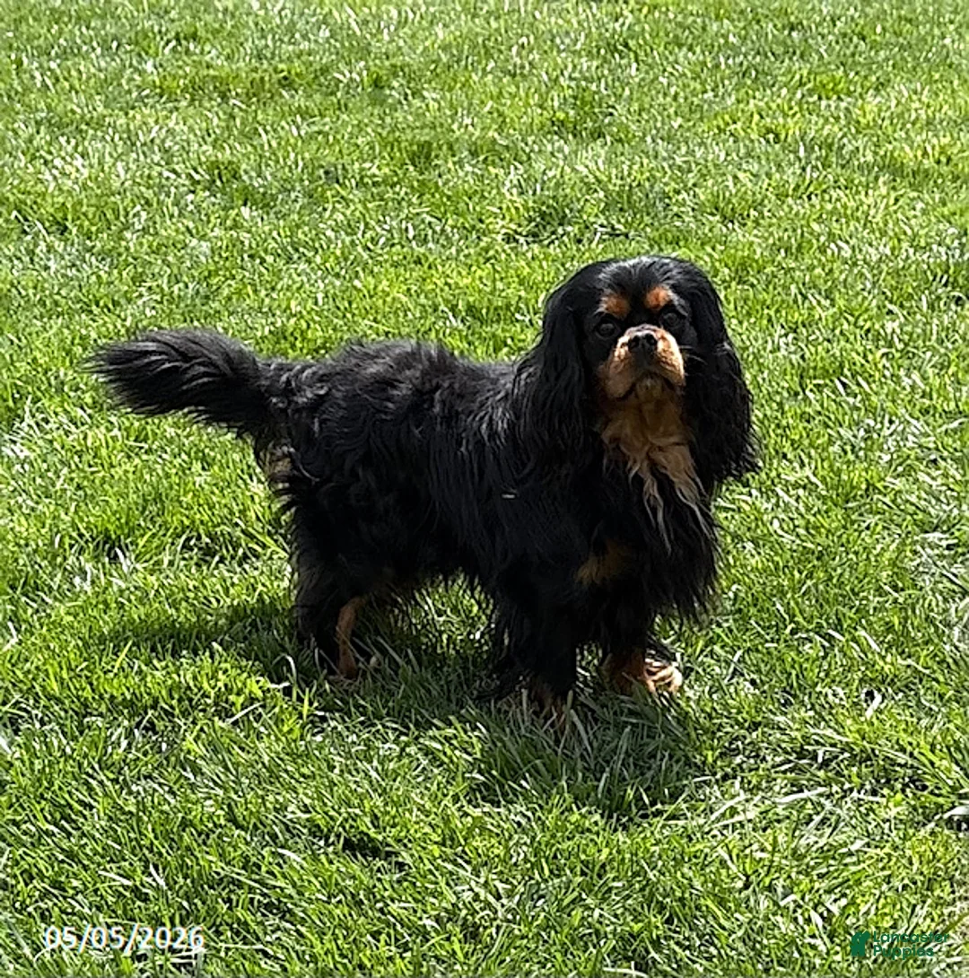 Cavalier King Charles Spaniel dogs for sale: Calihan - Ad 5