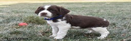 English Springer Spaniel dogs for sale: Mae - Ad 3