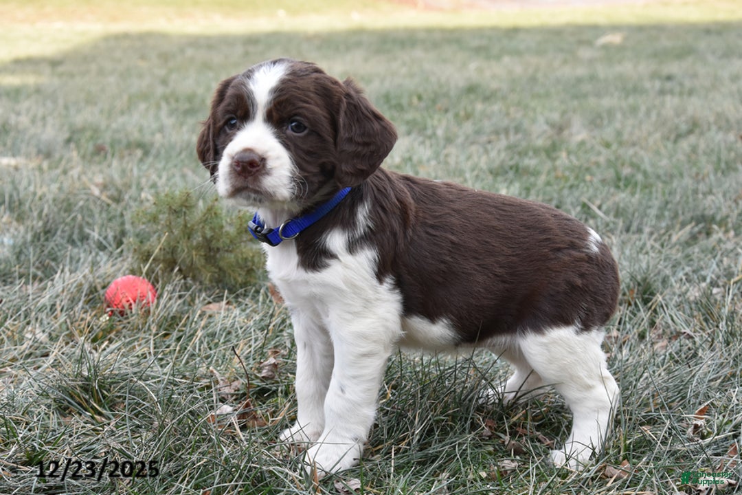 English Springer Spaniel dogs for sale: Mae - Ad 3