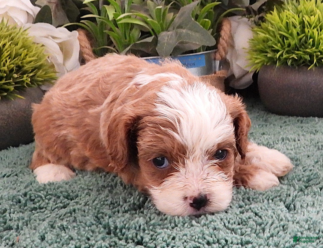 Cavapoo dogs for sale: Cavapoo Female #4 (Autumn's) - Ad 3